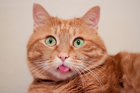 姜猫