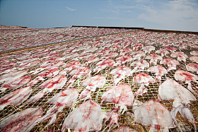 在阳光下晒干鱿