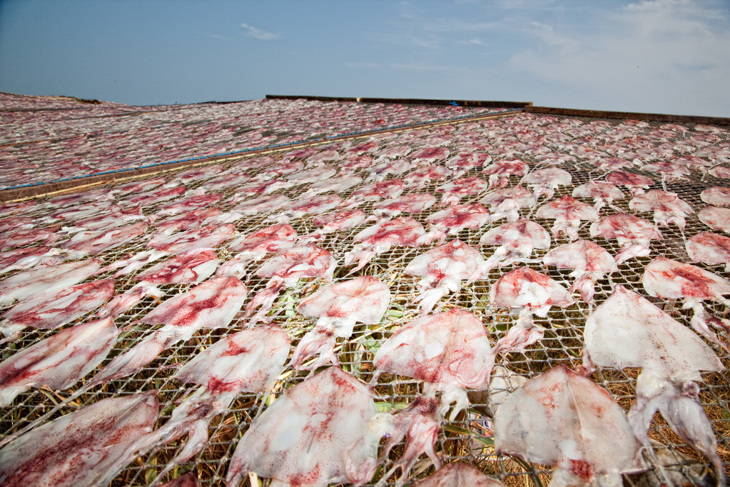 在阳光下晒干鱿 在阳光下晒干鱿
