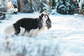 搞笑骑士国王查尔斯猎犬狗覆盖着积雪走在冬季花园街上玩。小狗，具有户外的乐趣