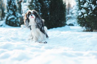 搞笑骑士国王查尔斯猎犬狗覆盖着积雪走在冬季花园街上玩。小狗，具有户外的乐趣
