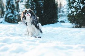 搞笑骑士国王查尔斯猎犬狗覆盖着积雪走在冬季花园街上玩。小狗，具有户外的乐趣