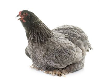 在工作室的梵天雞