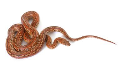 在工作室里的玉米蛇