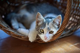 漂亮的猫照片
