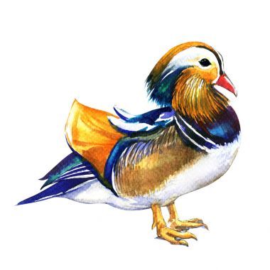 鴛鴦男，鴛鴦，孤立的在白色的水彩插圖