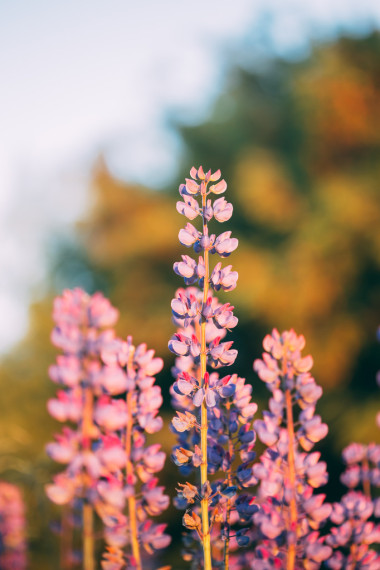 羽扇豆野生花卉在夏田草甸。關閉。羽扇