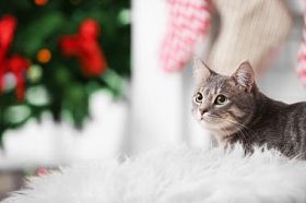 猫躺在白色的格子，在模糊的背景下的肖像
