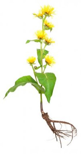 药用植物。木香 (旋覆花心)