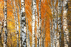 秋泛黄的白桦林图片