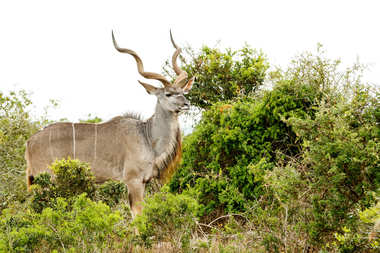 更大捻角羚站大声且自豪地在外地