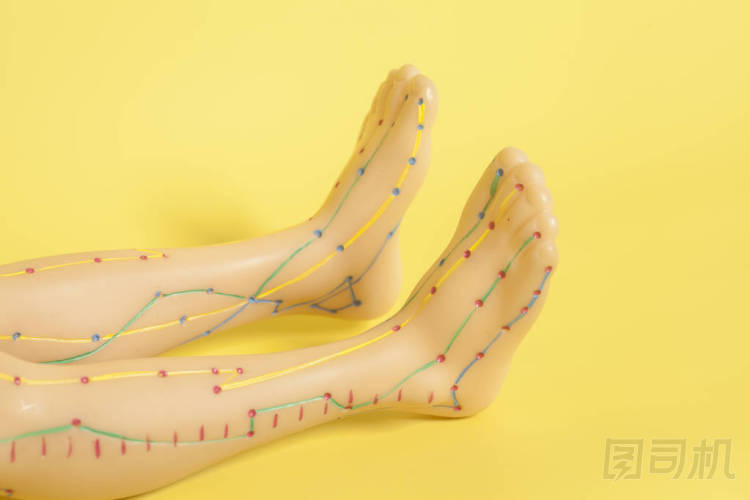 人類的足醫(yī)學針灸模型