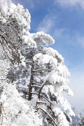 黄山雪景图片