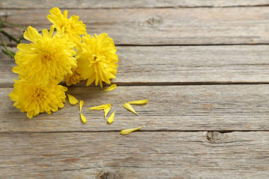 黃色菊花圖片