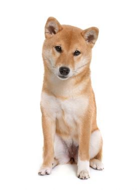 年轻 shiba inu照片