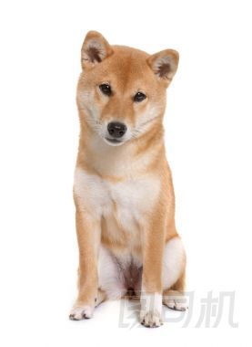 年輕 shiba inu照片
