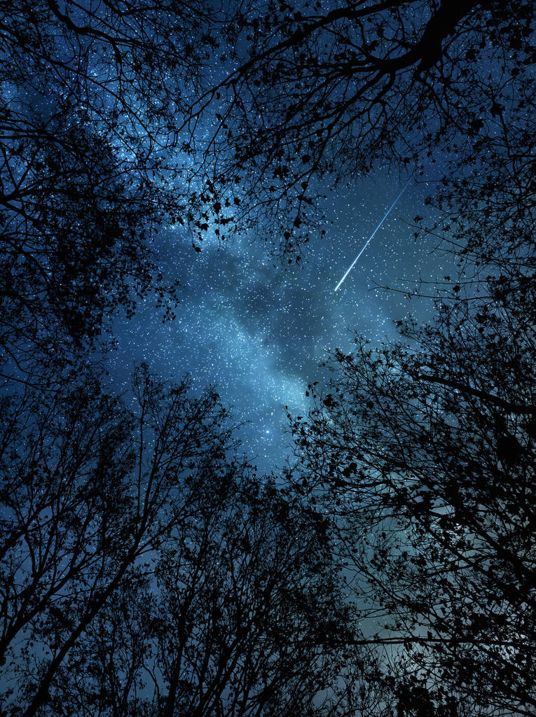 树上有一颗流星图片