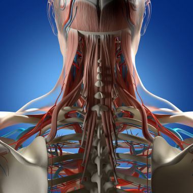 人類的脖子和脊柱解剖模型圖片