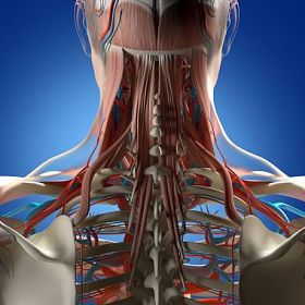 人类的脖子和脊柱解剖模型图片