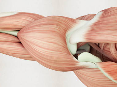 人體肌肉解剖模型