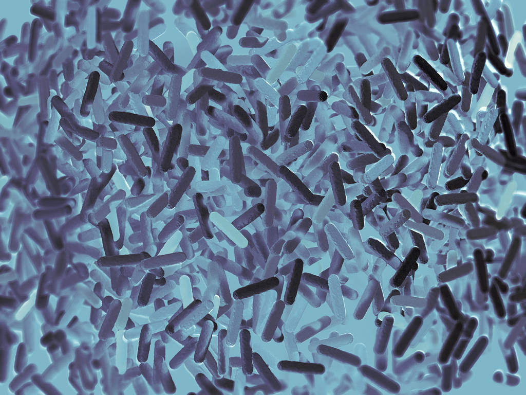 肠道细菌微生物组图片 肠道细菌微生物组图片