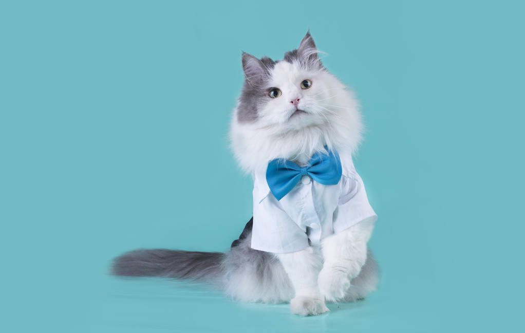 在明亮的背景上的猫图片