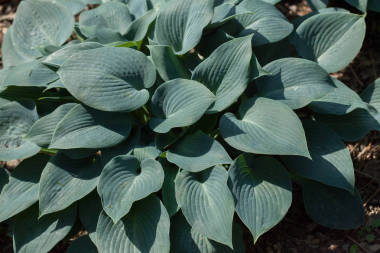 西博爾德的hosta