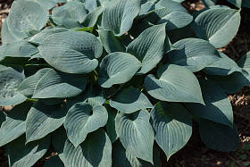 西博尔德的hosta