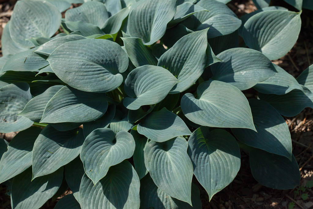西博尔德的hosta