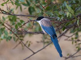 灰矢车菊在自然环境中的应用照片