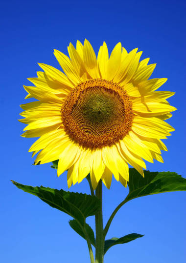 黄色的向日葵和蓝色天空