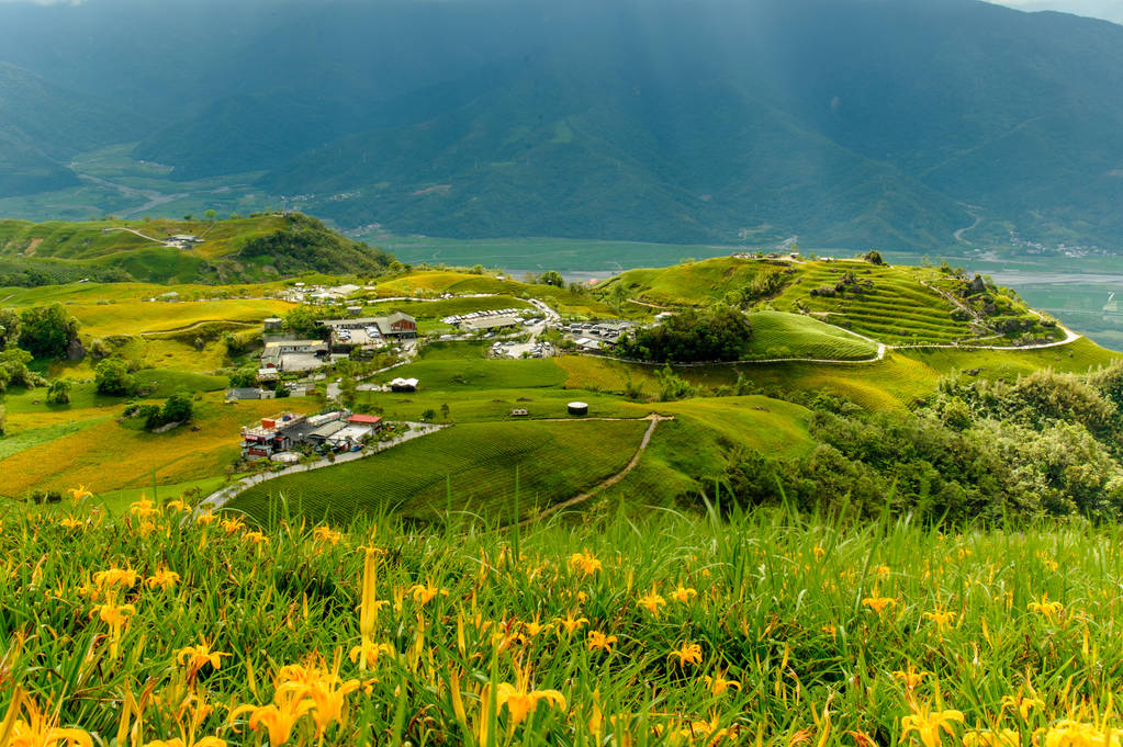 黄花菜在六十石山图片