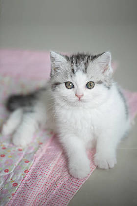 可爱的猫躺在地板上