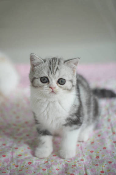 可爱的猫躺在地板上照片