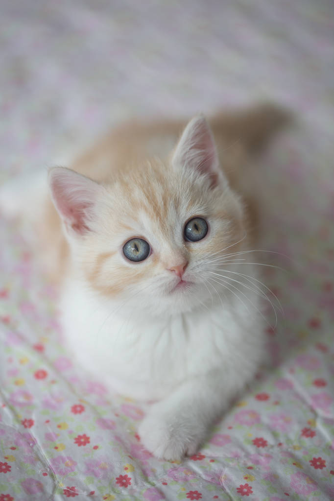 可爱的猫躺在地板上图片