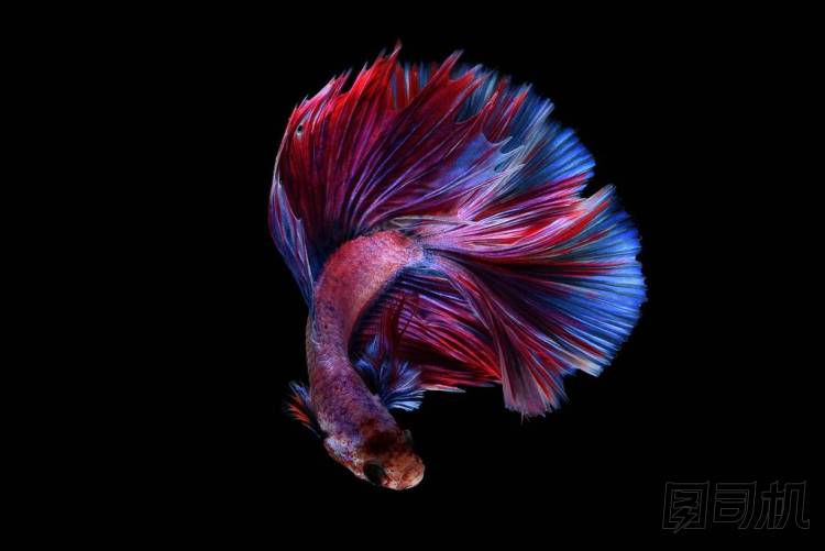 多彩的斗魚照片