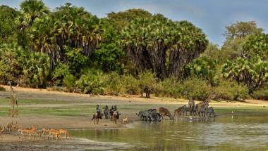 在馬賽瑪拉，肯尼亞，坦桑尼亞的大遷徙