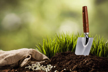 在樁的土壤上種植小植物