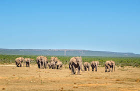 阿多大象公园，南部非洲的大象