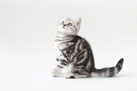 小小猫与条纹的毛皮