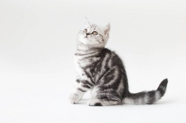 小小猫与条纹的毛皮 小小猫与条纹的毛皮