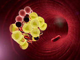 脂肪细胞和血液中的红细胞图片