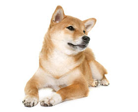 年轻 shiba inu图片