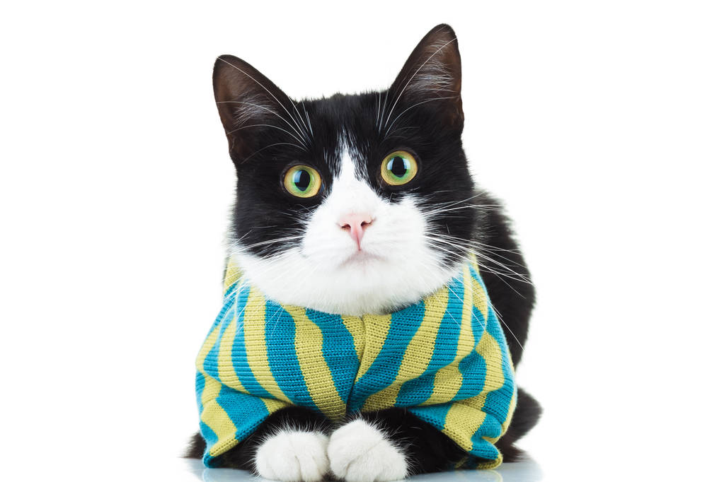 黑色和白色的猫，穿的衣服 