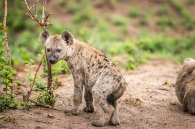 寶貝斑點(diǎn)鬣狗盯著相機(jī)