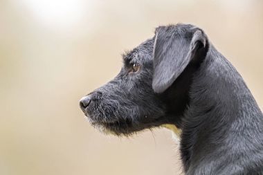 獵人獵狗照片