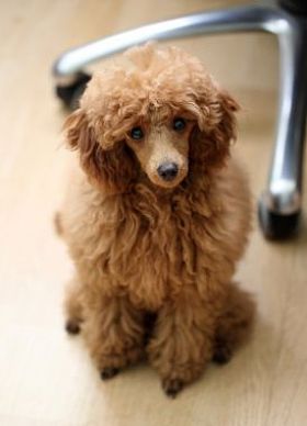 玩具贵宾犬