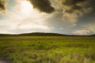 非洲風(fēng)景 safari