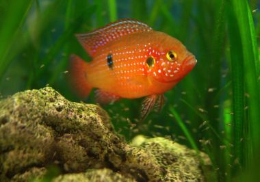 在坦克與魚苗魚燒烤圖片