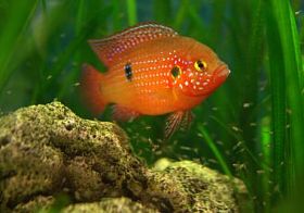 在坦克与鱼苗鱼烧烤图片